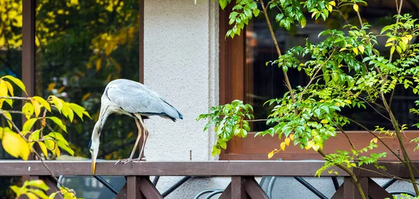 Heron Teras, Kyoto, Japonya korkuluk üzerinde duruyor