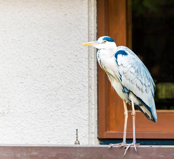Heron pencere, Kyoto, Japonya arka planda duruyor. Metin için yer kopyalayın                    