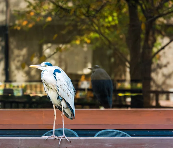 Heron pencere, Kyoto, Japonya arka planda duruyor. Metin için yer kopyalayın         