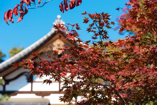 Klon Czerwony Tle Budynku Kyoto Japonia Szczelnie Góry — Zdjęcie stockowe