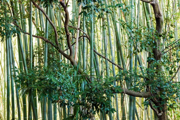 Floresta Bambu Arashiyama Japão Kyoto — Fotografia de Stock