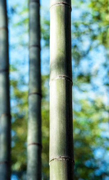 Hastes Bambu Floresta Arasiyama Japão Kyoto Close — Fotografia de Stock