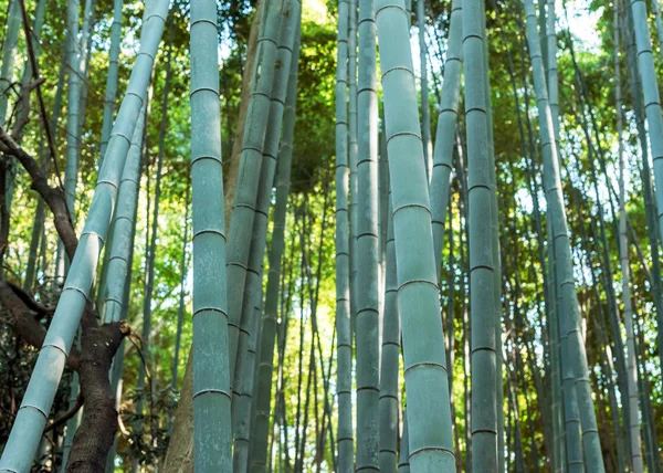 Floresta Bambu Arashiyama Japão Kyoto — Fotografia de Stock
