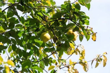 Sarı elmalar ağaç parkta Shinjuku, Tokyo, Japonya. Seçici odak ile