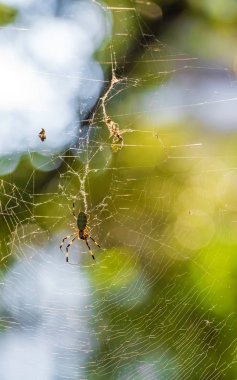 Örümcek Web bir şehir parkı, Tokyo, Japonya. Dikey. Bokeh