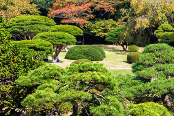 Sosny Jesienny Park Shinjuku Tokio Japonia — Zdjęcie stockowe