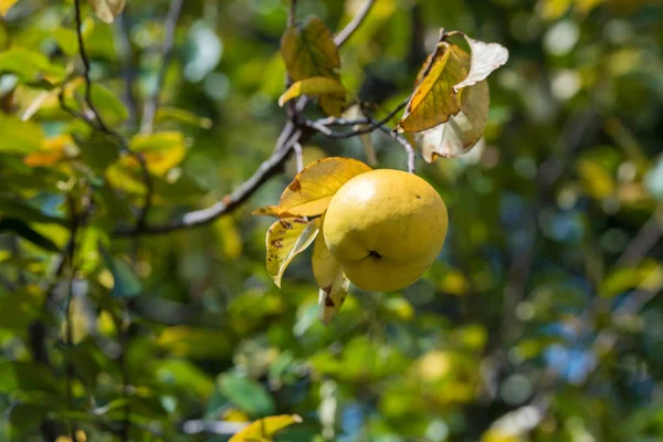 Sarı elma ağaç parkta Shinjuku, Tokyo, Japonya. Yakın çekim