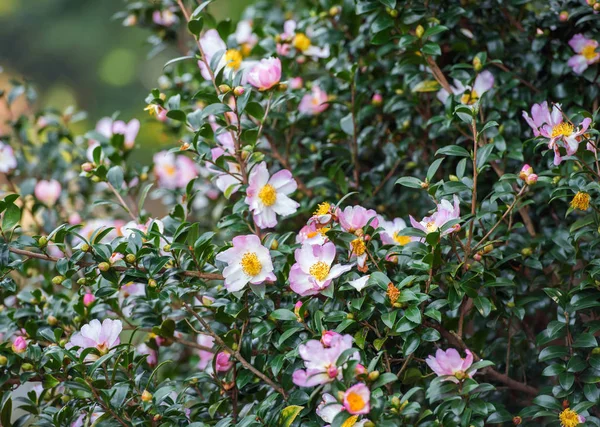 Ağaç Shinjuku city park, Tokyo, Japonya çiçek. Yakın çekim