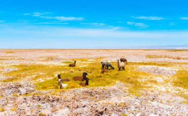 Atacama çölünde, Güney Amerika'da, Şili'de bir lama sürüsü. Co
