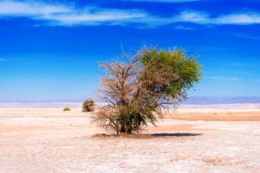 Atacama çölünde manzara, Şili. Metin için alan kopyalama.                    