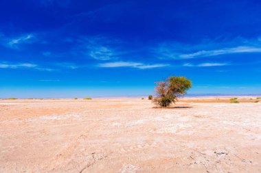 Atacama çölünde manzara, Şili. Metin için alan kopyalama.                    