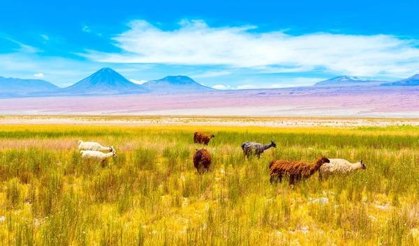 一群喇嘛在阿塔卡马沙漠，南美洲，智利。Co — 图库照片