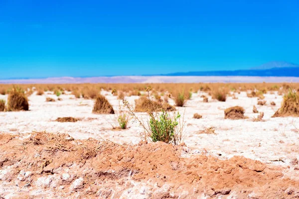 Landschap in Atacama woestijn, Chili. Ruimte kopiëren voor tekst. — Stockfoto