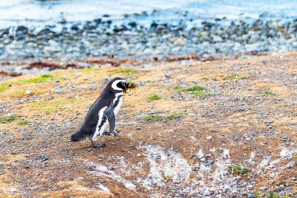 Магеллановый пингвин, Spfiscus magellanicus, остров Магдалена, Патагония, Чили. С избирательным фокусом . — стоковое фото
