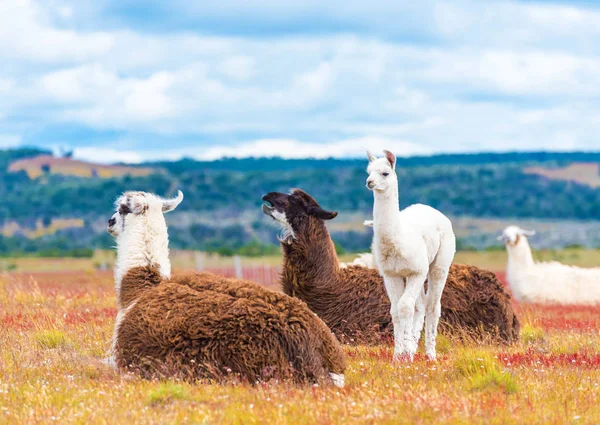 Guanaco lamor i nationalparken Torres del Paine bergen, Patagonien, Chile, Sydamerika. Kopiera utrymme för text. — Stockfoto