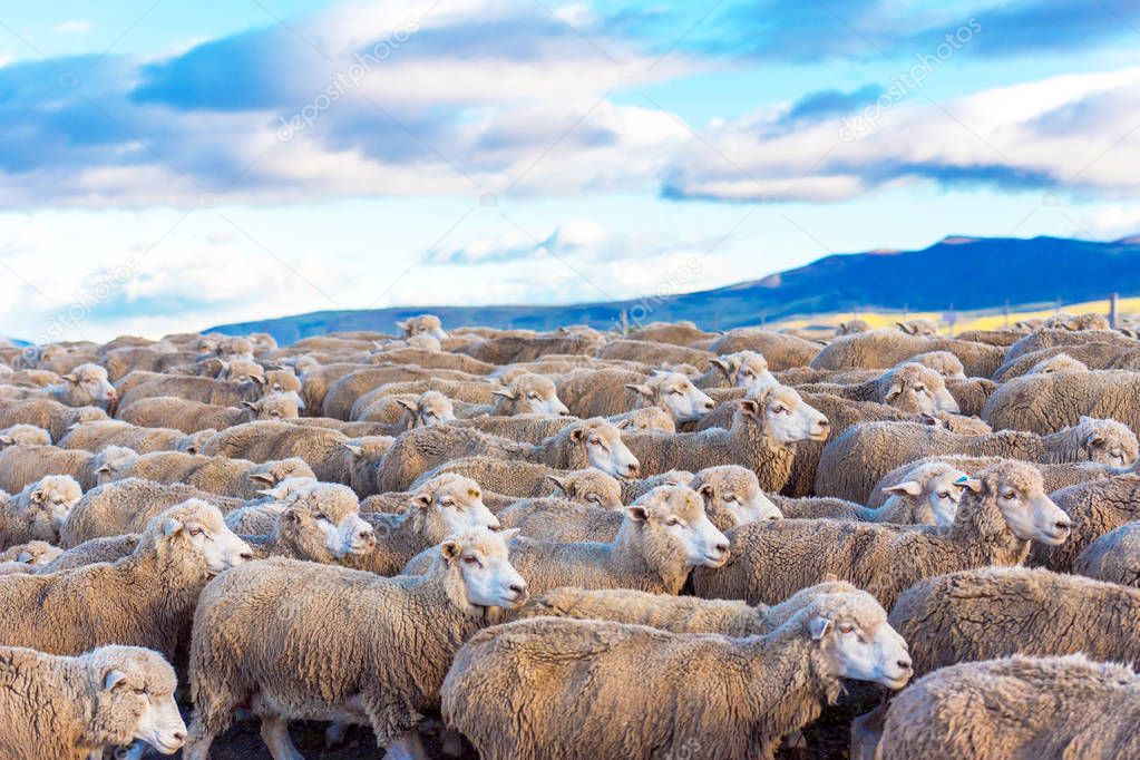 Flock of sheep at Patagonia, Chile. With selective focus.                                        