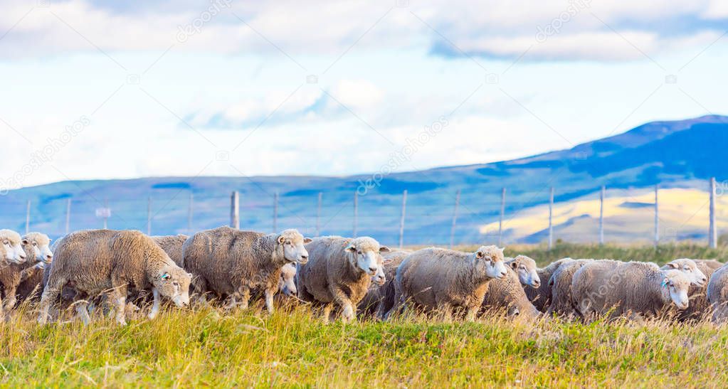 Flock of sheep at Patagonia, Chile. Copy space for text.               