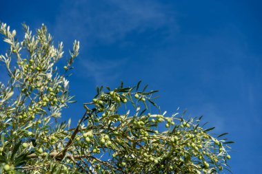 Zeytin ağaç mavi gökyüzü. seçici odak.