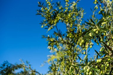 Zeytin ağaç mavi gökyüzü. seçici odak.