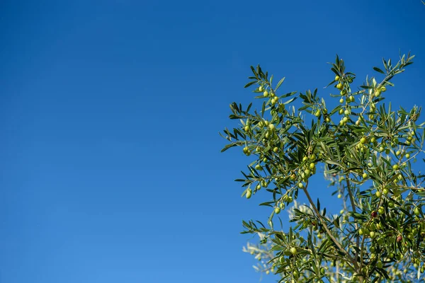 Olive sull'albero contro il cielo blu. Focus selettivo . — Foto Stock
