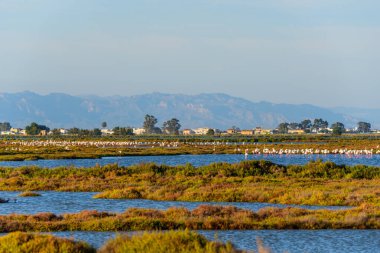 Flamingolar gün batımında, Delta del Ebro, İspanya