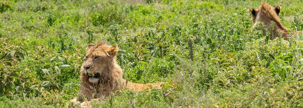 Dois Lindos Leão Macho Adulto Deitado Campo Grama Ngorongoro Consevation — Fotografia de Stock