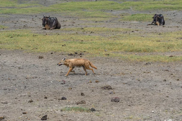 Jackal Caminhando Área Conservação Ngorongoro Tanzânia Fundo São Gnus Deitado — Fotografia de Stock