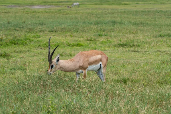 Antilope Maschio Prato Verde Nella Zona Conservazione Ngorongoro Tanzania — Foto Stock