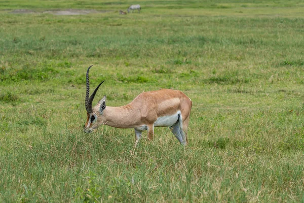 タンザニア ンゴロンゴロ自然保護区の緑の牧草地におけるオスのカモシカ — ストック写真