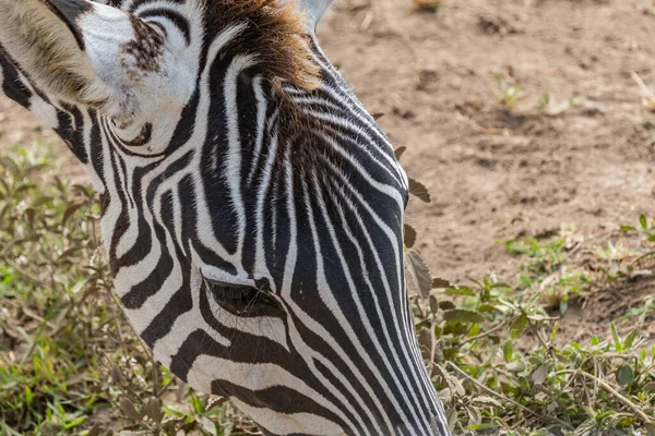 Kopf Eines Zebras Aus Nächster Nähe Ngorongoro Conservation Area Crater — Stockfoto
