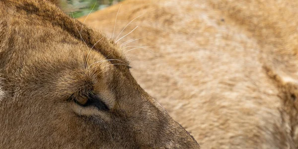 Close Eyes Female Lion Ngorongoro Conservation Centre Panoramiczne Cięcie — Zdjęcie stockowe