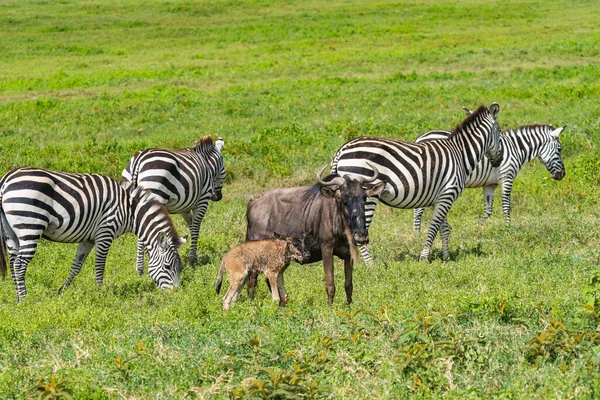 Gnus Oder Gnus Mit Gerade Geborenen Kälbern Und Zebras Auf — Stockfoto