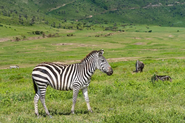 Zebras Gehen Auf Einer Grünen Wiese Aus Nächster Nähe Ngorongoro — Stockfoto
