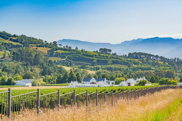 Paisaje Viñedo Uva Con Hermosa Montaña Fondo Stellenbosch Sudáfrica Panorama — Foto de Stock