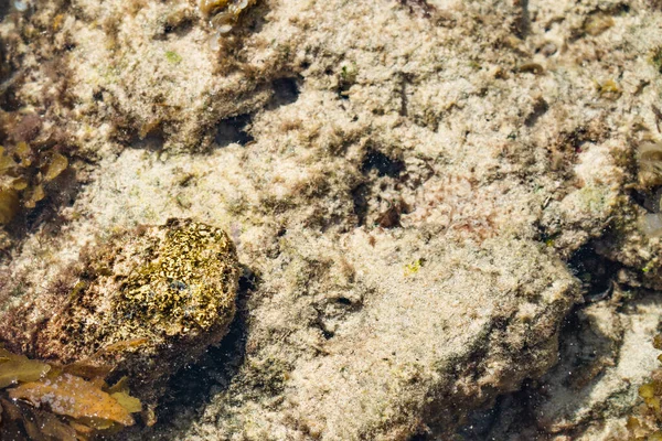 Dangerous Stone Fish Close Portret Aan Het Strand Van Top — Stockfoto