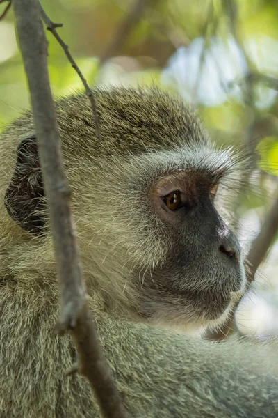 Close Head Vervet Monkey Sitting Tree Waterfall Victoria Zambia Geselecteerd — Stockfoto