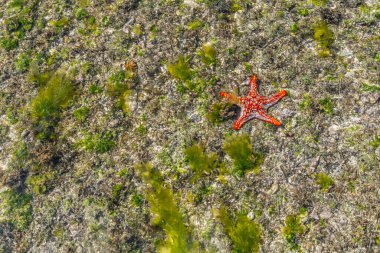 Renkli Afrikalı kırmızı topuzlu Deniz Yıldızı ıslak kumların üzerinde alçak gelgitte, Zanzibar adası, Tanzanya 