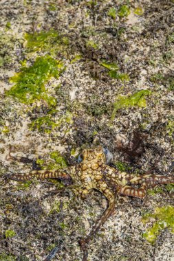 Renkli büyük bir ahtapot sahil boyunca tırmanır. Canlı ahtapot az önce denize düştü. Dokunaçlar her yöne yayıldı. Dikey