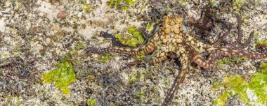 Renkli büyük bir ahtapot sahil boyunca tırmanır. Canlı ahtapot az önce denize düştü. Dokunaçlar her yöne yayıldı. Panorama Kes