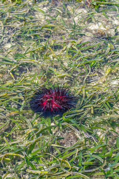 Bela Urchin Mar Vermelho Nomes Comuns Desses Urchins Incluem Urchins — Fotografia de Stock