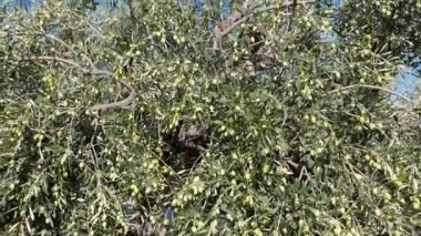Yeşil zeytin ağacı. Sonbaharda Zeytin Ağacında Rüzgarda salıncak
