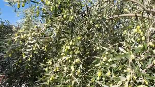 Grüner Olivenbaum. Oliven am Olivenbaum im Herbst schaukeln im Wind — Stockvideo
