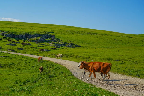 俄罗斯Elbrus地区北高加索地区美丽的绿色草地上的奶牛 — 图库照片