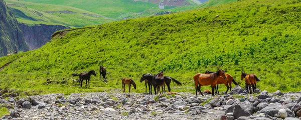 阳光明媚的夏日，在Elbrus的马儿们。北高加索全景 — 图库照片