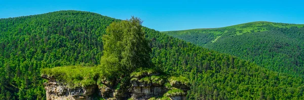 Ліс, регіон Ельбрус з зеленими луками влітку. — стокове фото