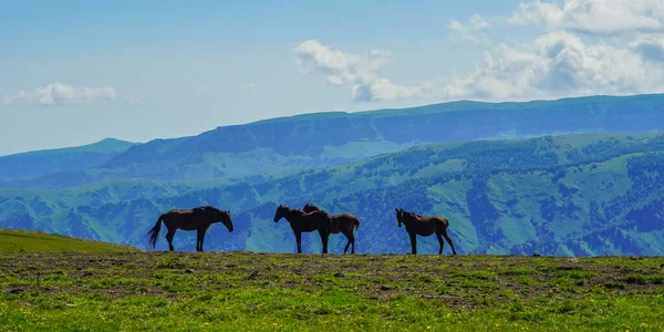 阳光明媚的夏日，在Elbrus的马儿们。俄罗斯北高加索地区 — 图库照片