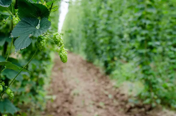 Campo Lúpulo Los Lúpulos Son Necesarios Producción Cerveza —  Fotos de Stock