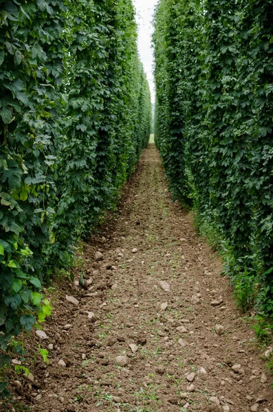 Hops field. Hops are required in beer production.