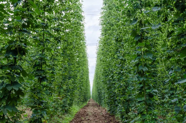 Champ Houblon Houblon Est Nécessaire Production Bière — Photo