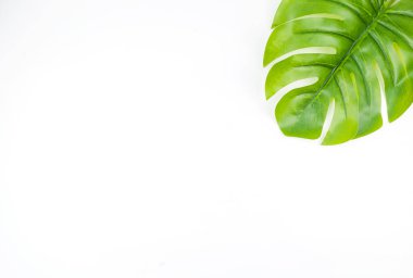 Monstera yazı beyaz arkaplanda bırakır metin ve üst görünüm için bir boşluk ile.
